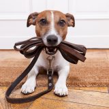 Collars, Harnesses & Leashes