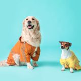 Pet apparel & accessories