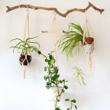 Plant decorations
