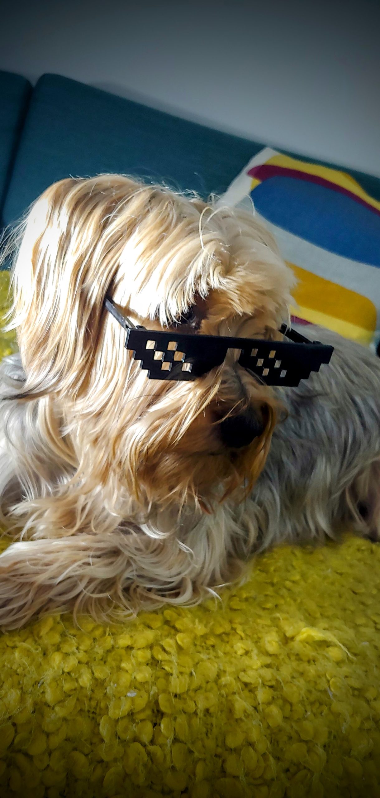 Deal With It Glasses Deal With It Glasses