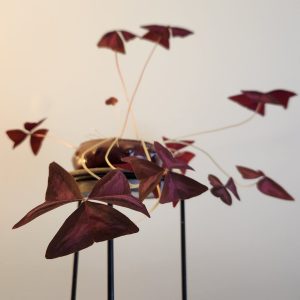 Feng Shui plant placement: purple shamrocks (oxalis)