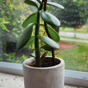 Feng Shui plant placement: money jade