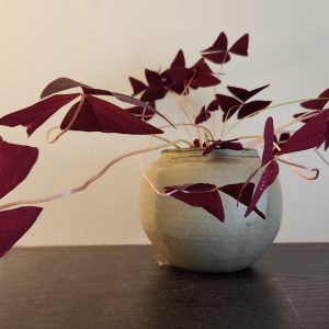 Feng Shui plant placement: purple shamrocks (oxalis)