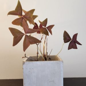 Feng Shui plant placement: purple shamrocks (oxalis)