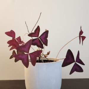 Feng Shui plant placement: purple shamrocks (oxalis)
