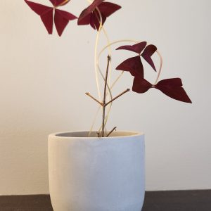 Feng Shui plant placement: purple shamrocks (oxalis)