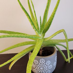 Feng Shui plant placement: aloe vera