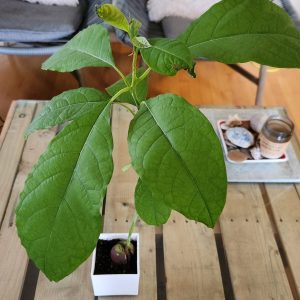 Feng Shui plant placement: avocado plant