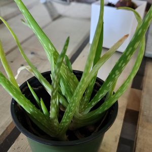 Feng Shui plant placement: 2 to 4 baby aloe vera plants per pot