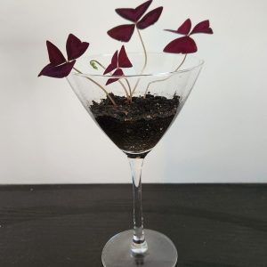 Feng Shui plant placement: purple shamrocks (oxalis)