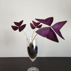 Feng Shui plant placement: purple shamrocks (oxalis)