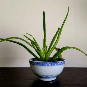 Feng Shui plant placement: aloe vera, 2 - 4 baby plants per pot